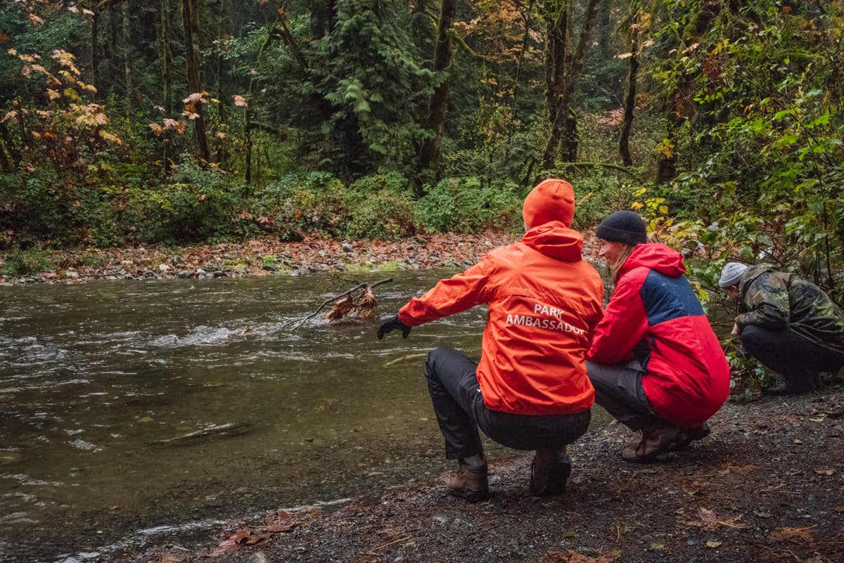 Salmon Spotting